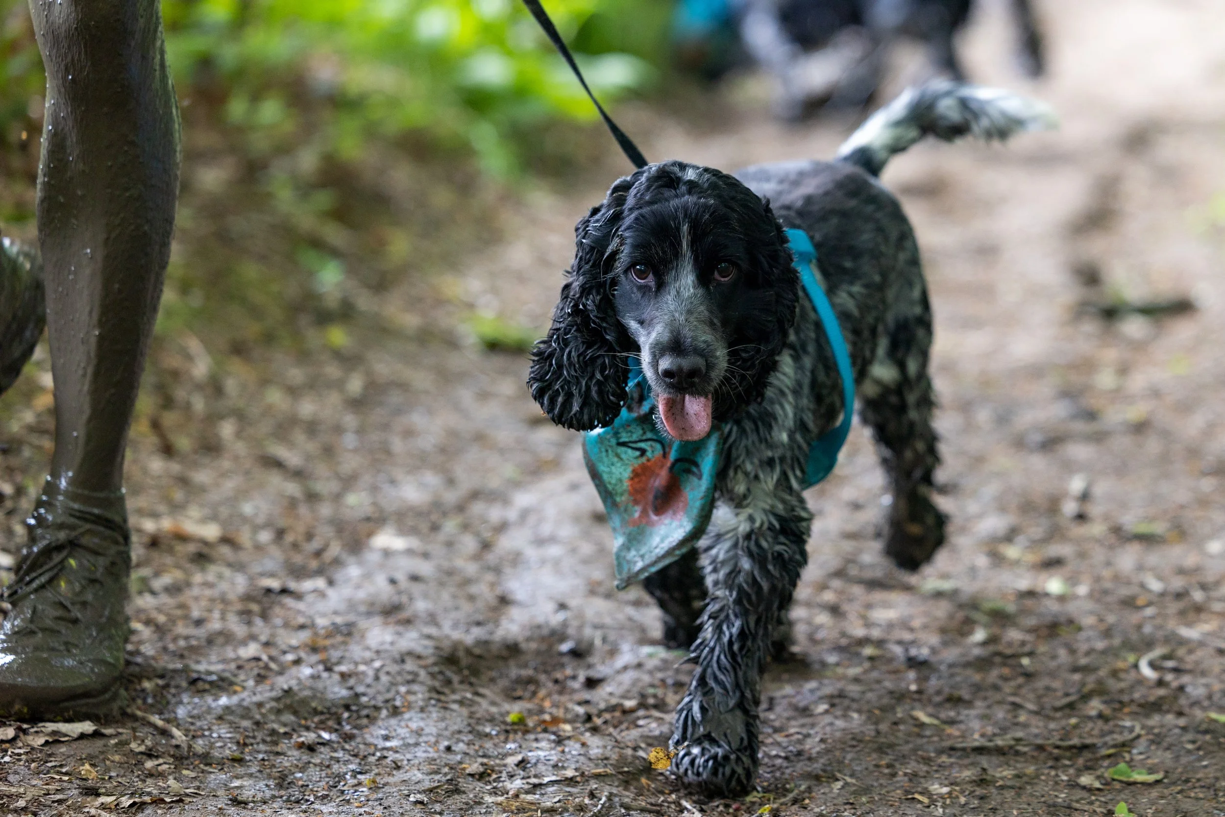 DIY Muddy Dog Challenge Muddy Dog Challenge 2024 Battersea