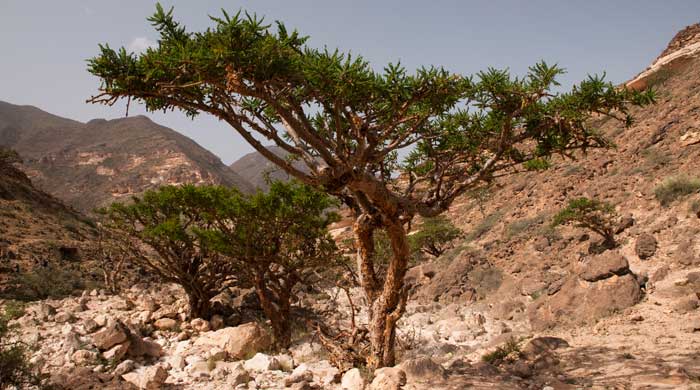 frankincense-iss-700w.jpg
