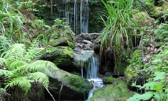 Gill_stream_at_Fairlight_Glen_Hastings_Country_Park.jpg