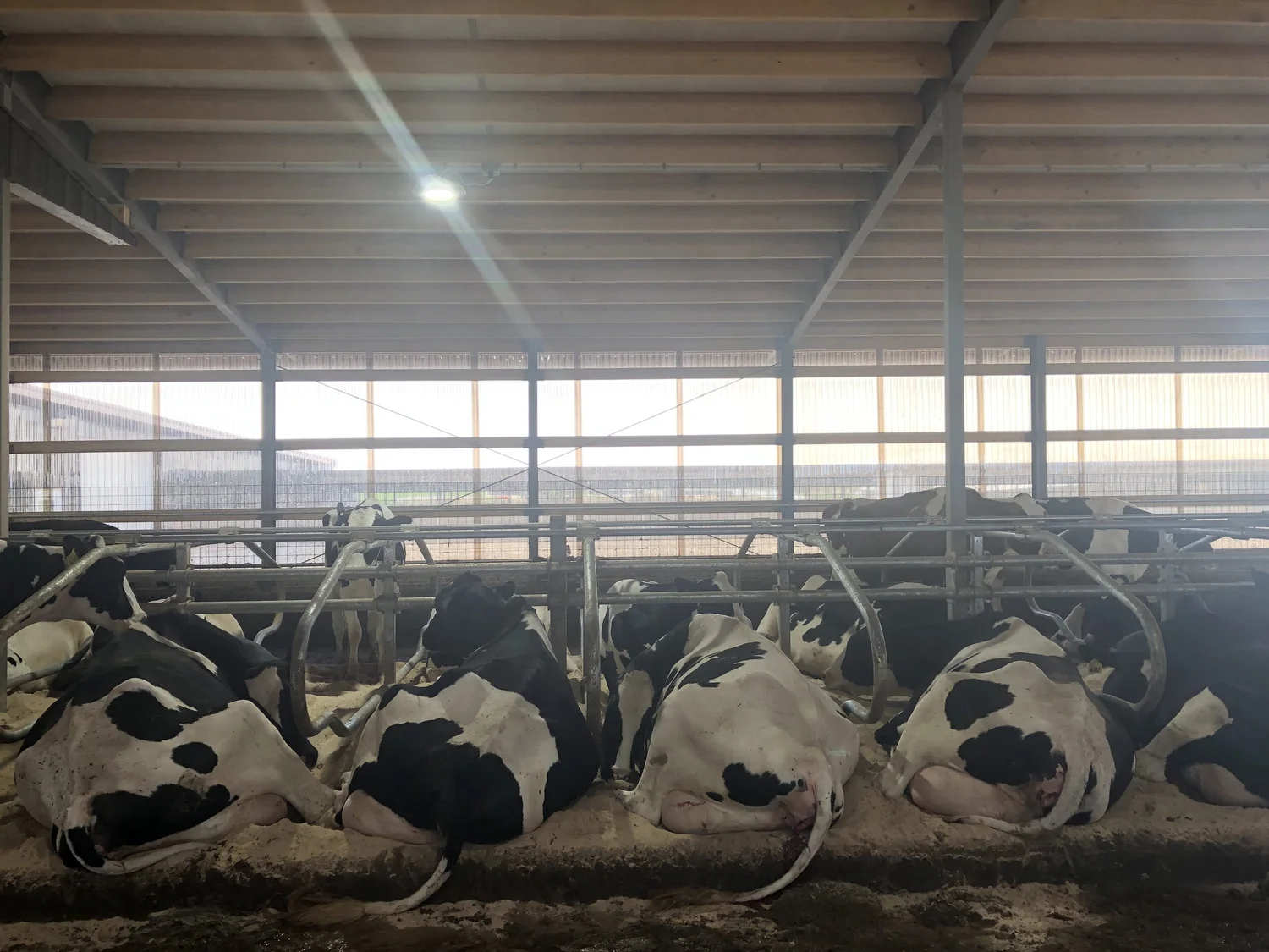 Freestall Barns Dairy Cowfocused Solutions Jeffrey Bewley Cowfocused Solutions Jeffrey Bewley