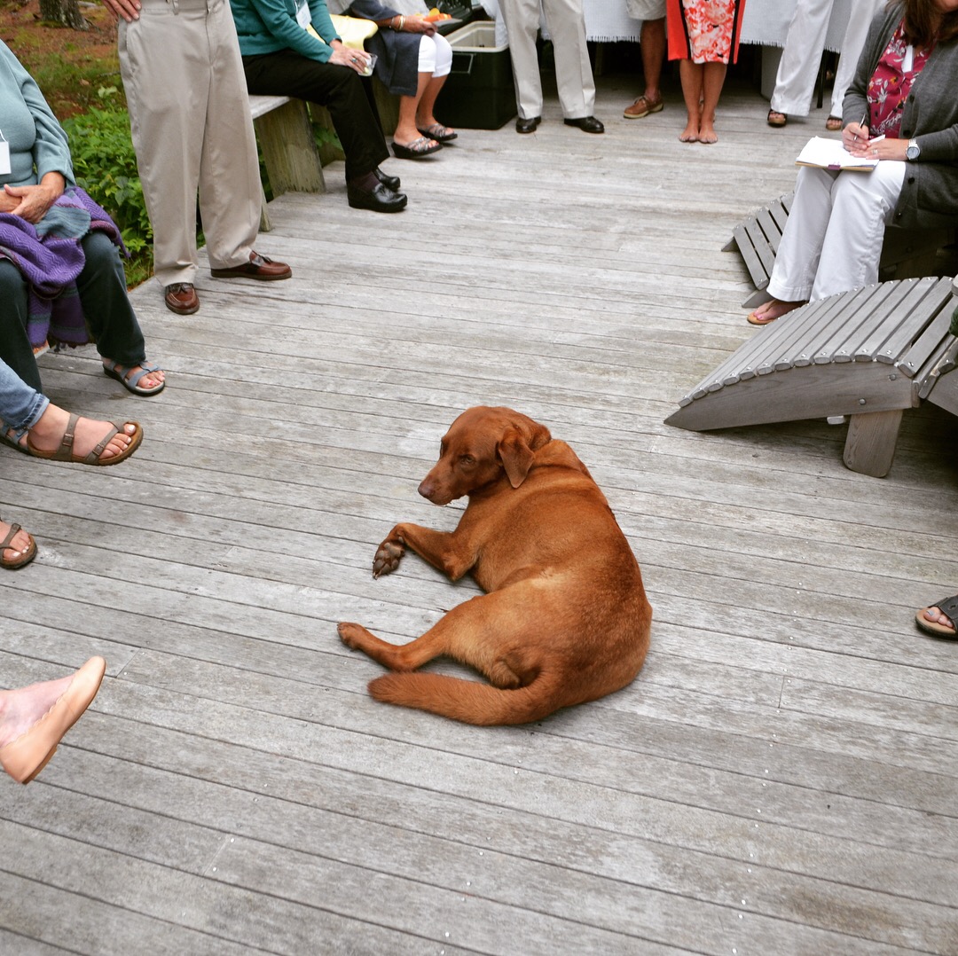  Kiefer the lab was a good boy and joined in the festivities… 