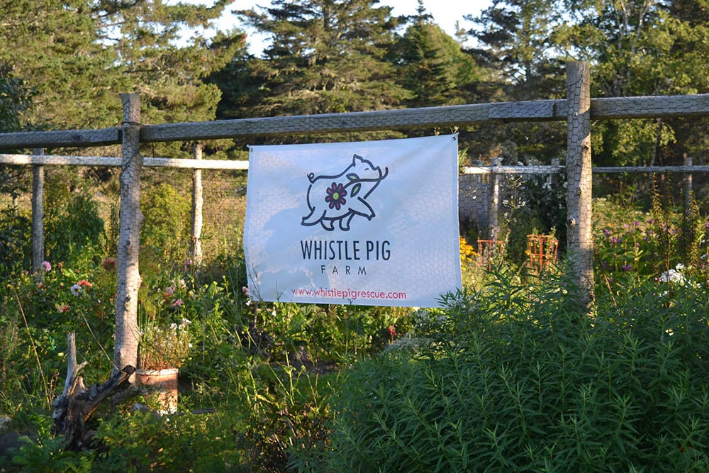 image-107-whistlepig.jpg