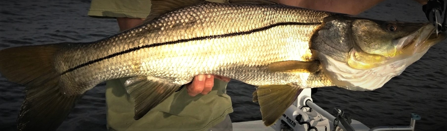 Snook website.jpg