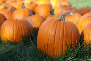 WELLNESS WEDNESDAY: BENEFITS OF PUMPKIN