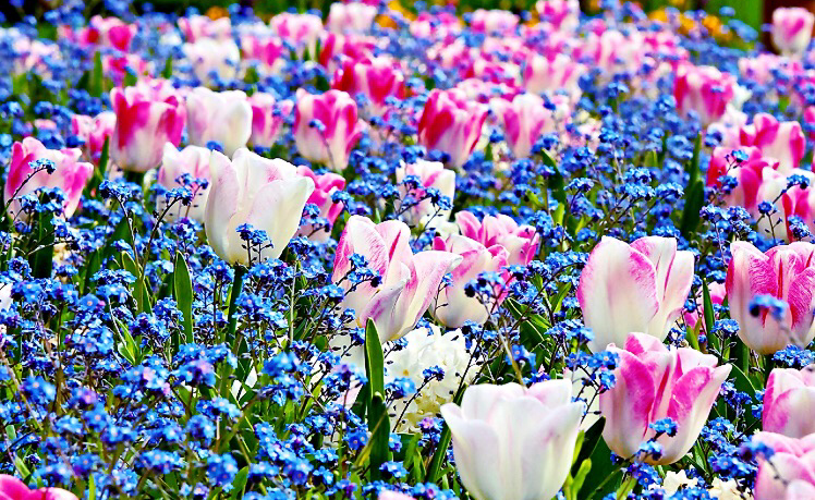 APRIL SHOWERS, MAY FLOWERS