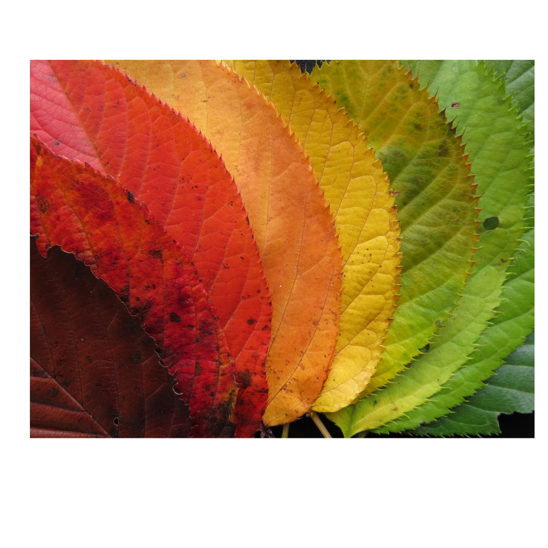 How to Navigate Lonliness During COVID