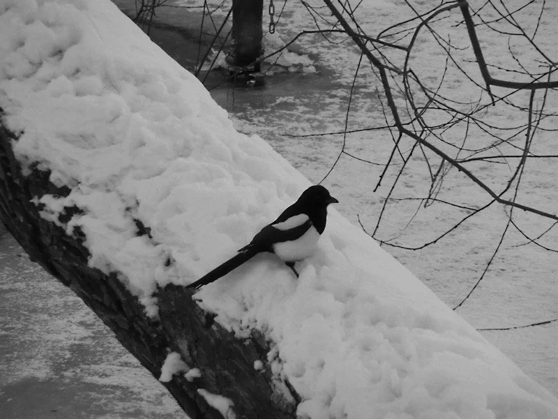 Saluting the Magpie