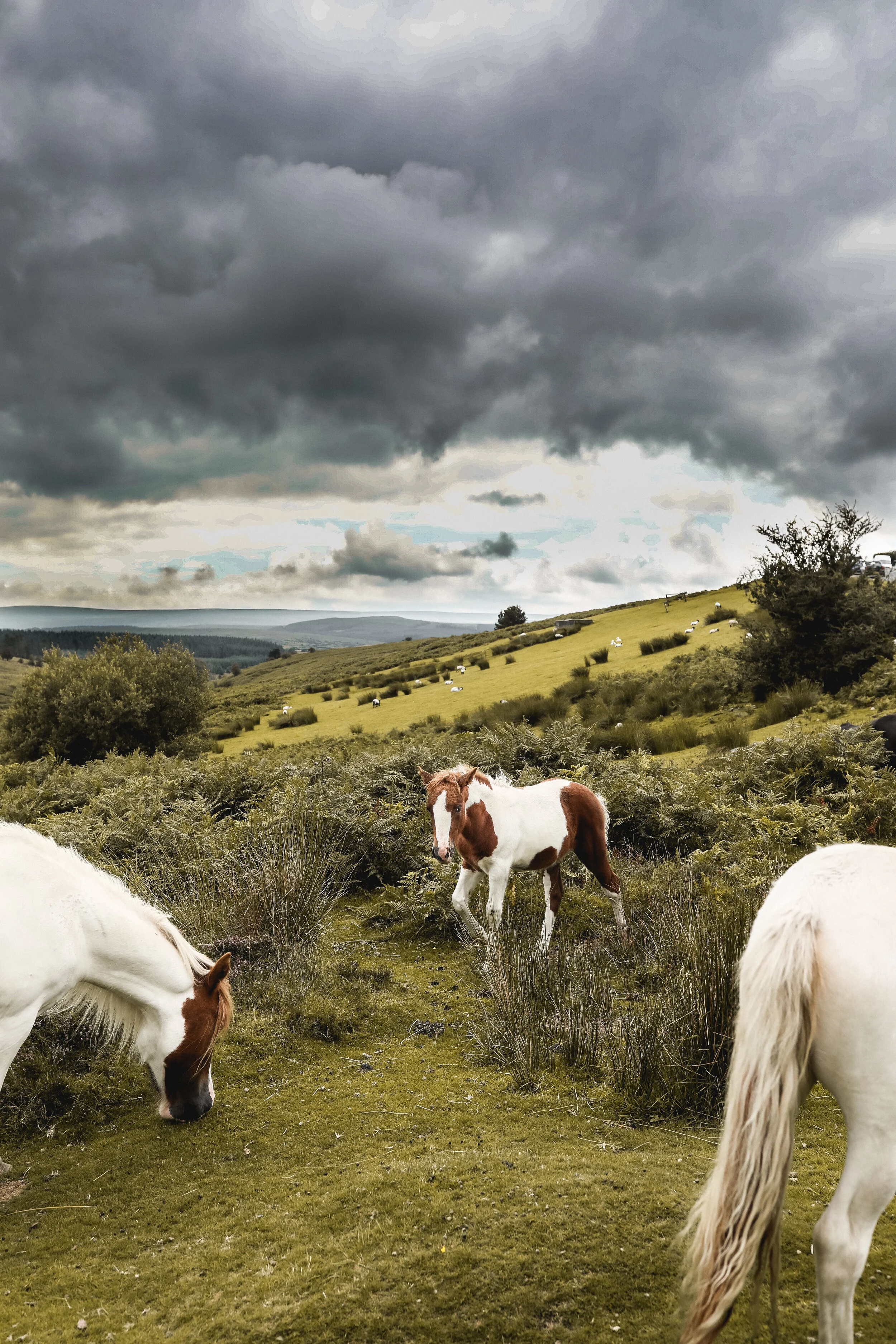 Wild Horses and A Guide to Exploring Dartmoor