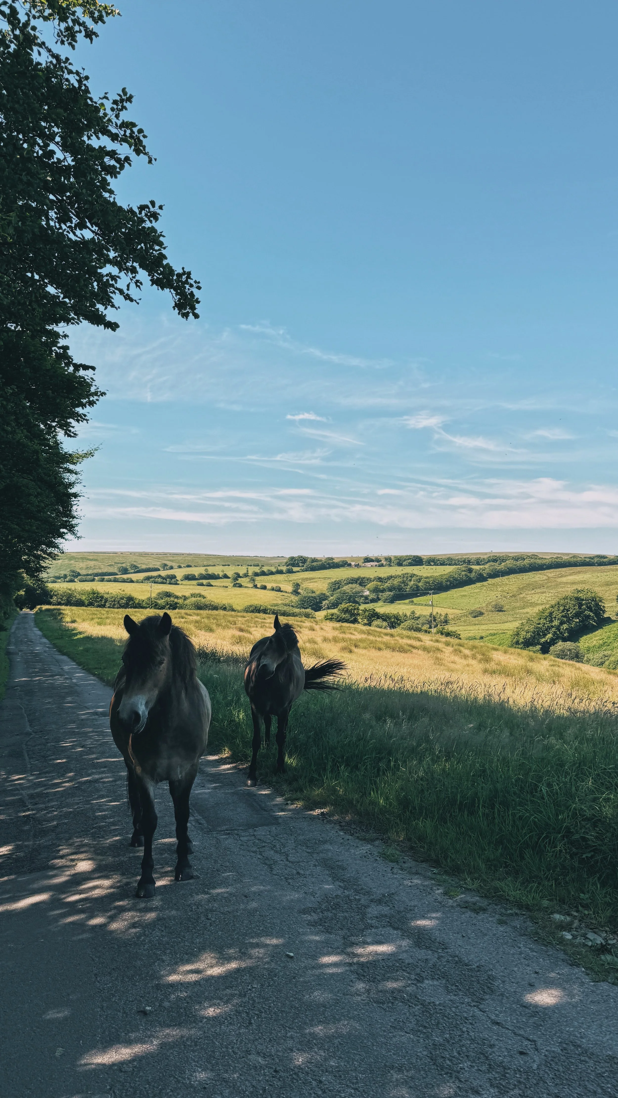 FullSizeRender_VSCO 363.JPG