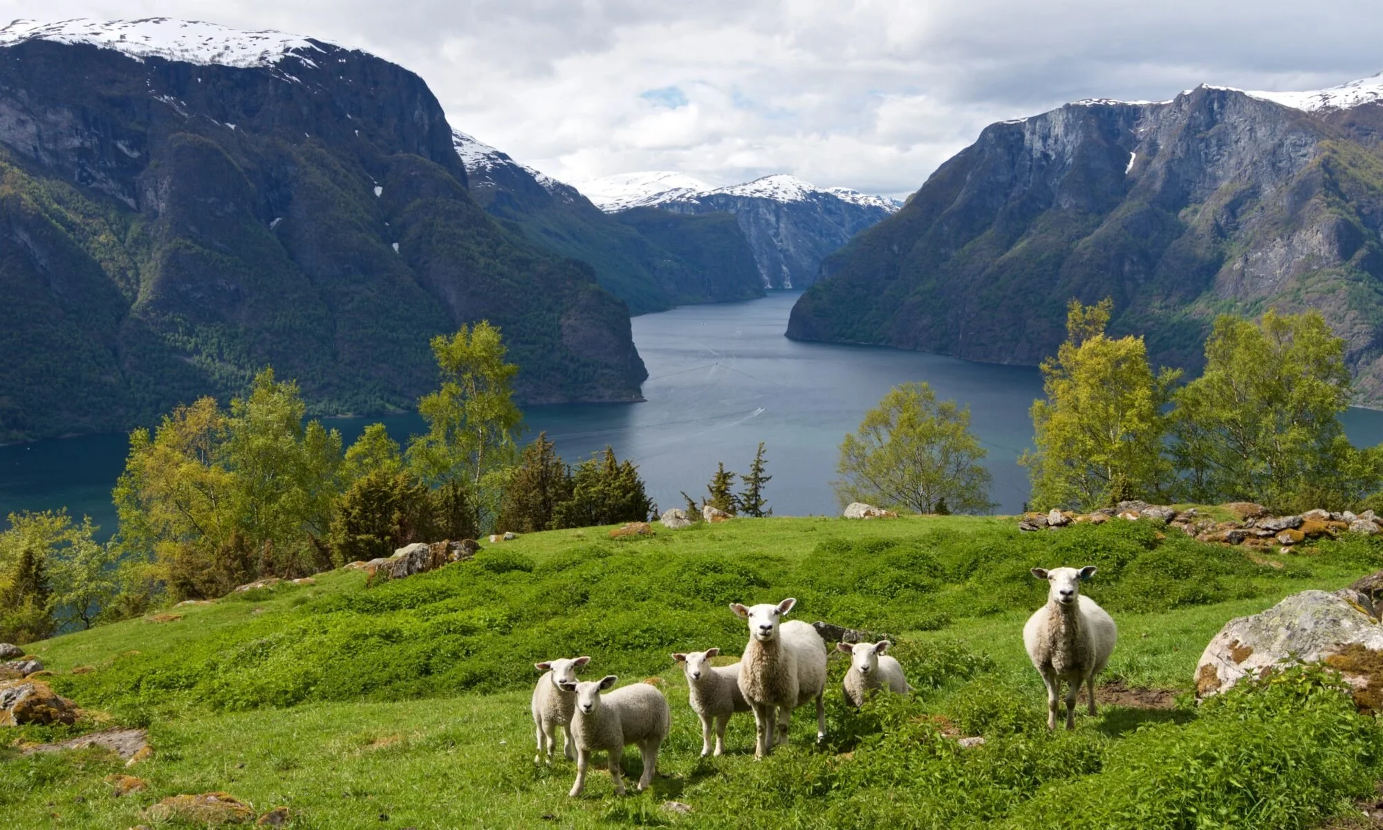 aurlandsfjord_sheep_sognefjord_thanks_to_the_farmer-1-2000x1200.jpg