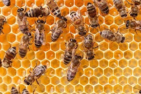 bees.jpeg