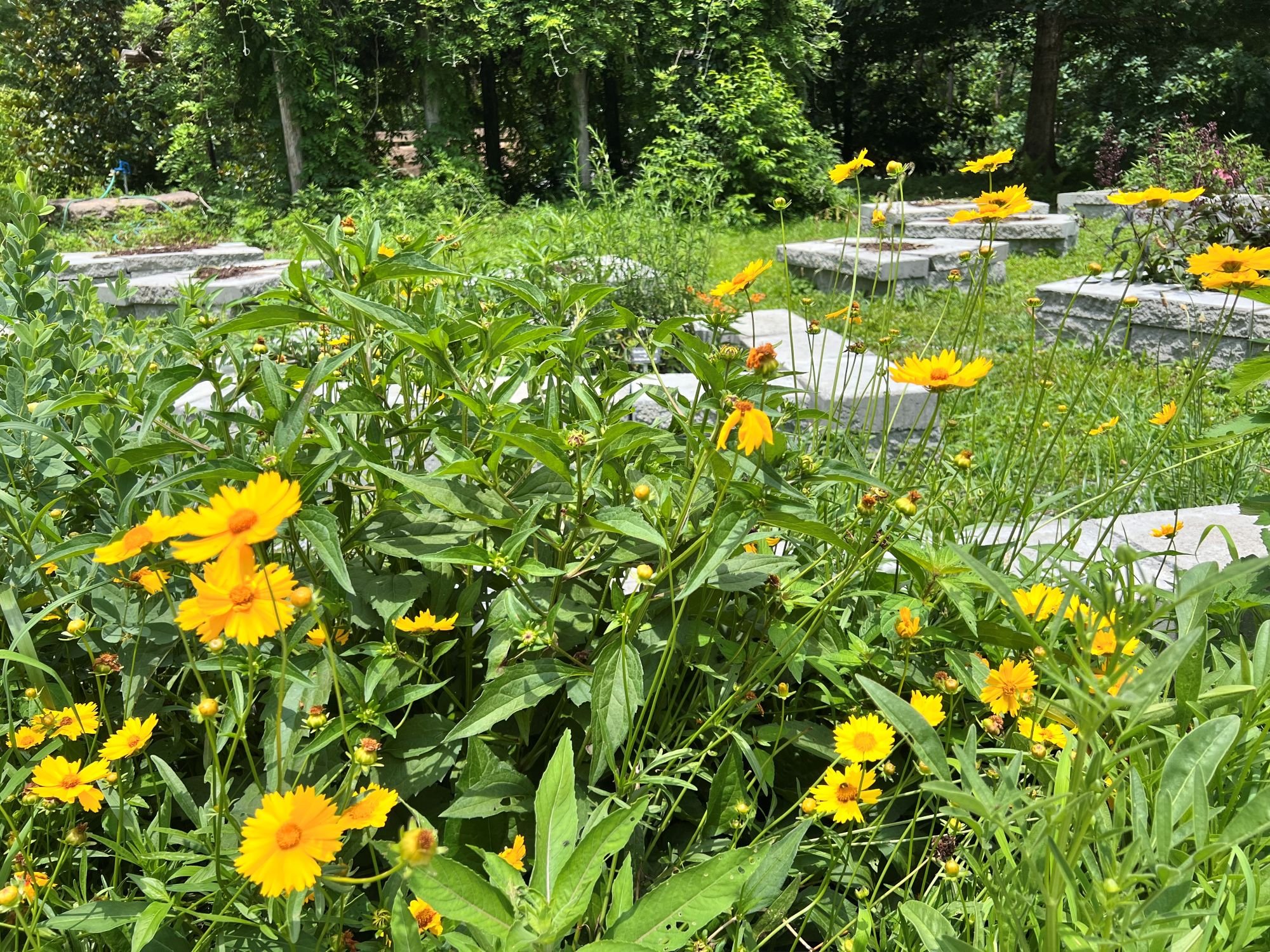 coreopsis.jpg