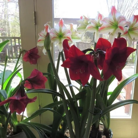 amaryllis1.jpg