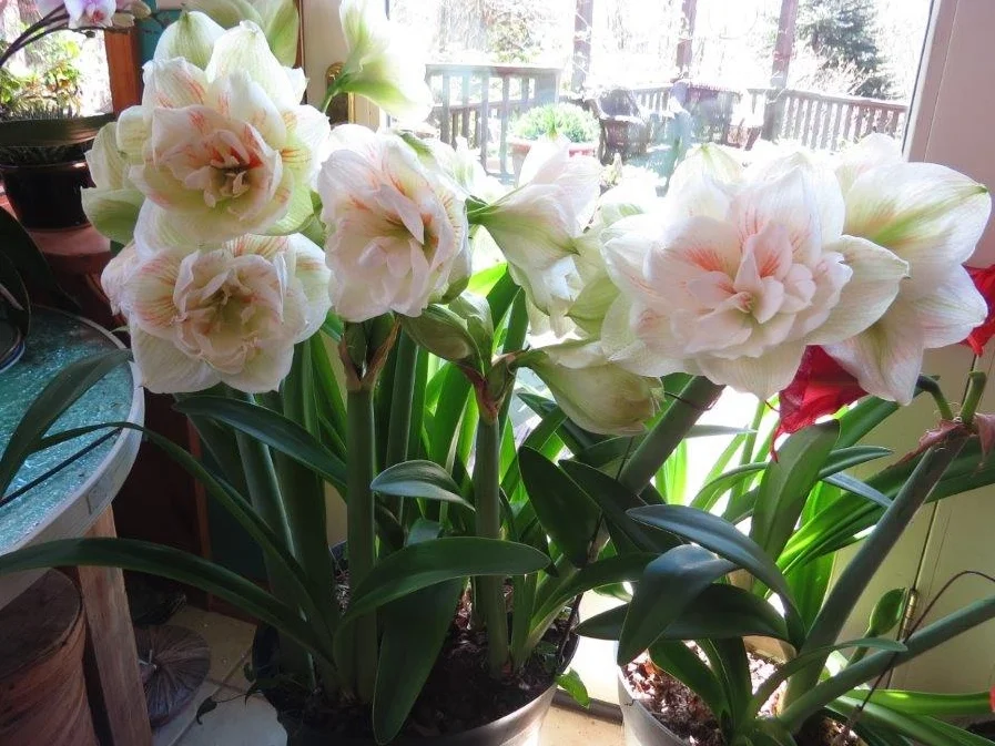 amaryllis2.jpg