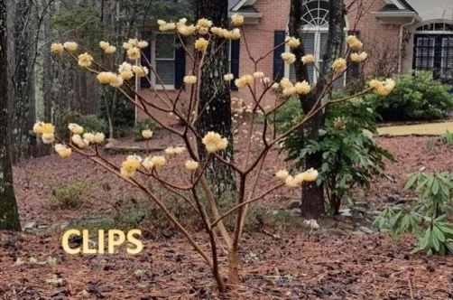 clips.jpg