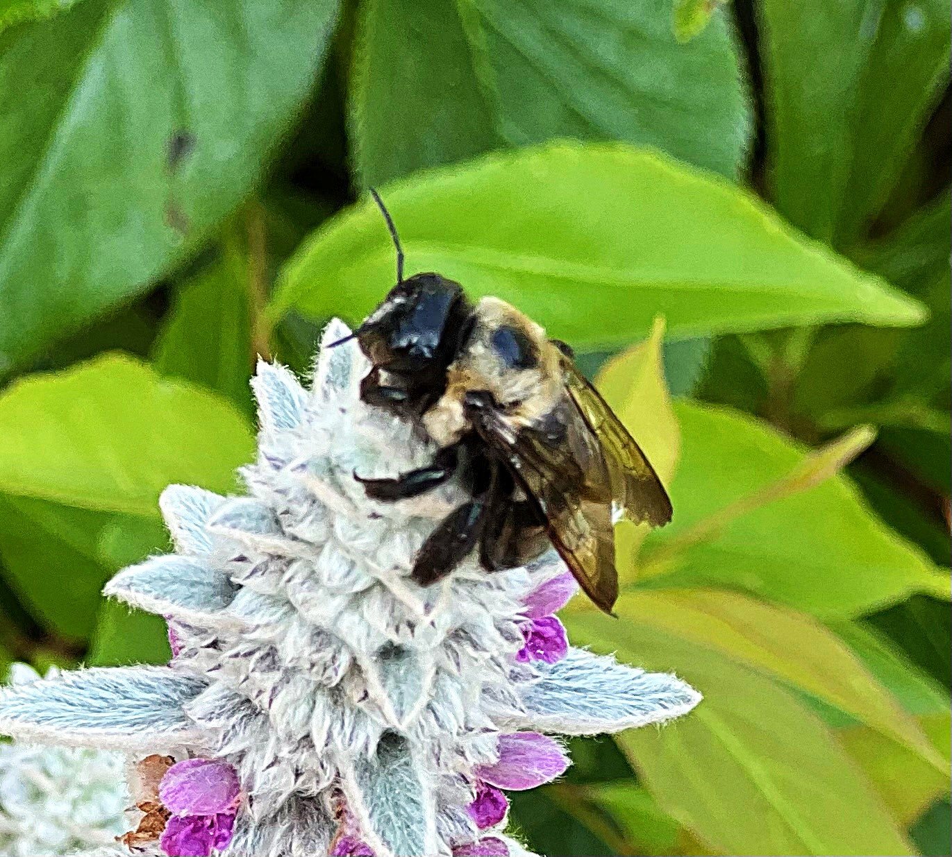 bee.jpeg