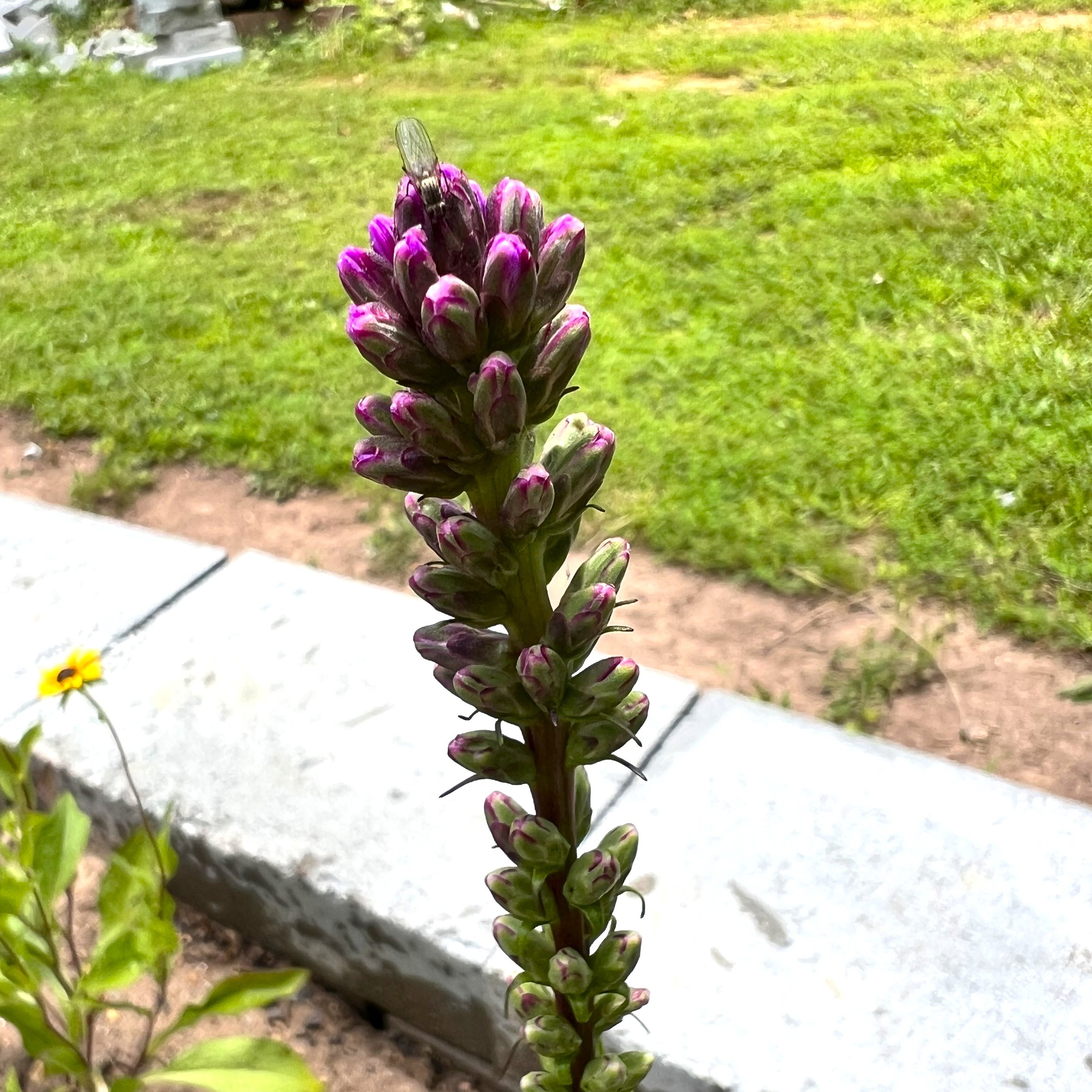 liatris blazing star.jpg