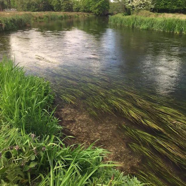 Middle Cut – Spot the three-pound brownie