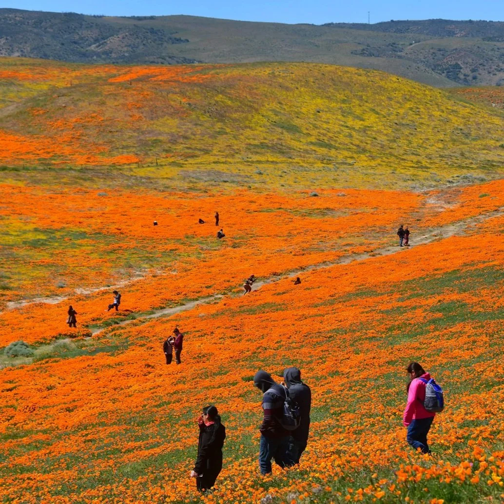 Superbloom in California