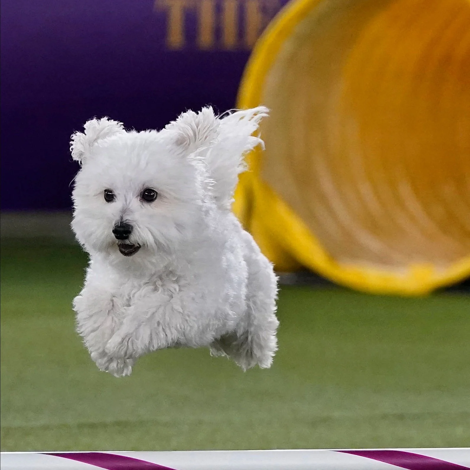 The Westminster Dog Show: How We Connect with Pets 