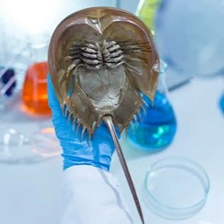 The Medical Industry Was Built on Crab Blood