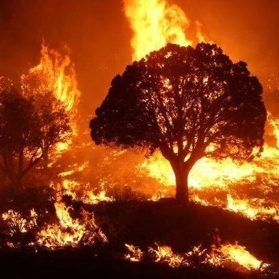 Los Angeles Wildfires
