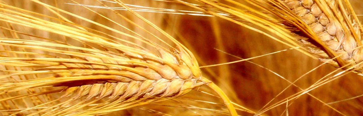 wheat.png