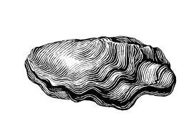 oyster sketch example.jpg