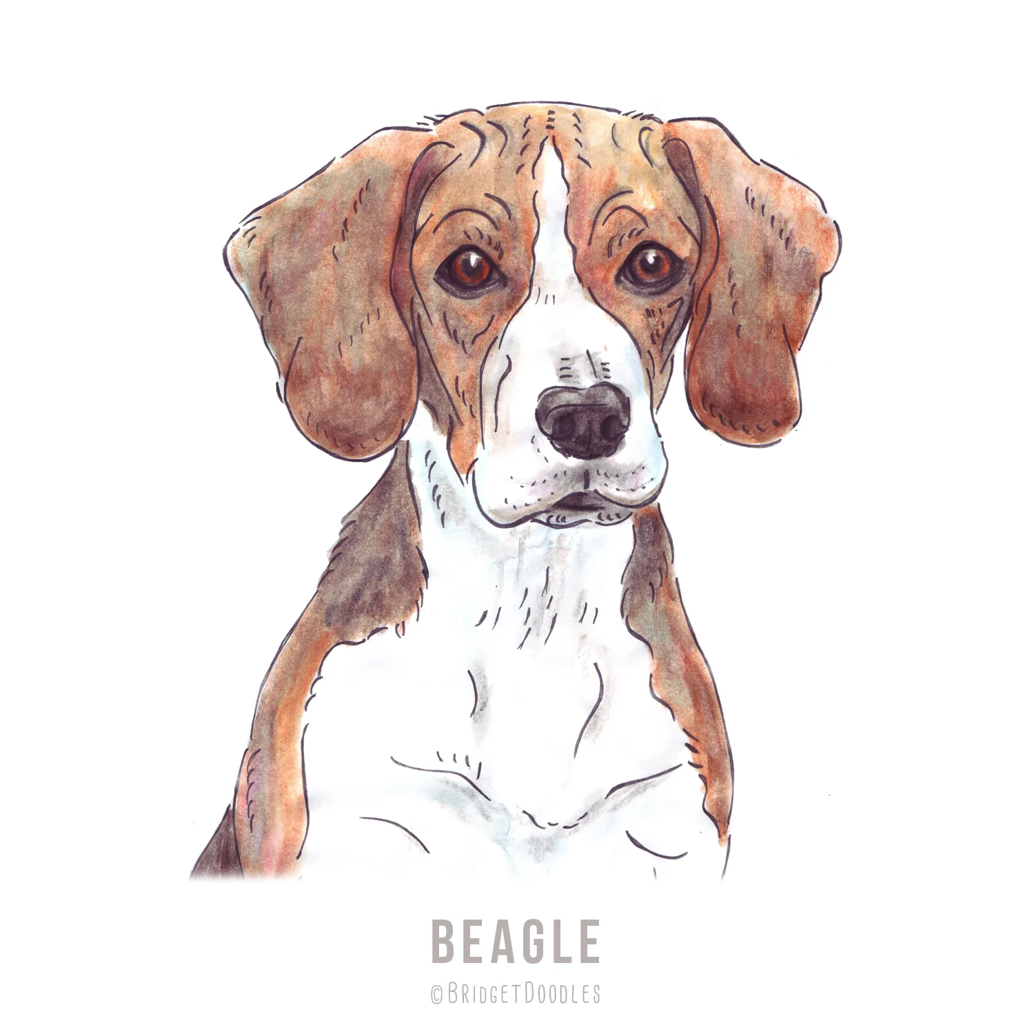 gallery-beagle.jpg