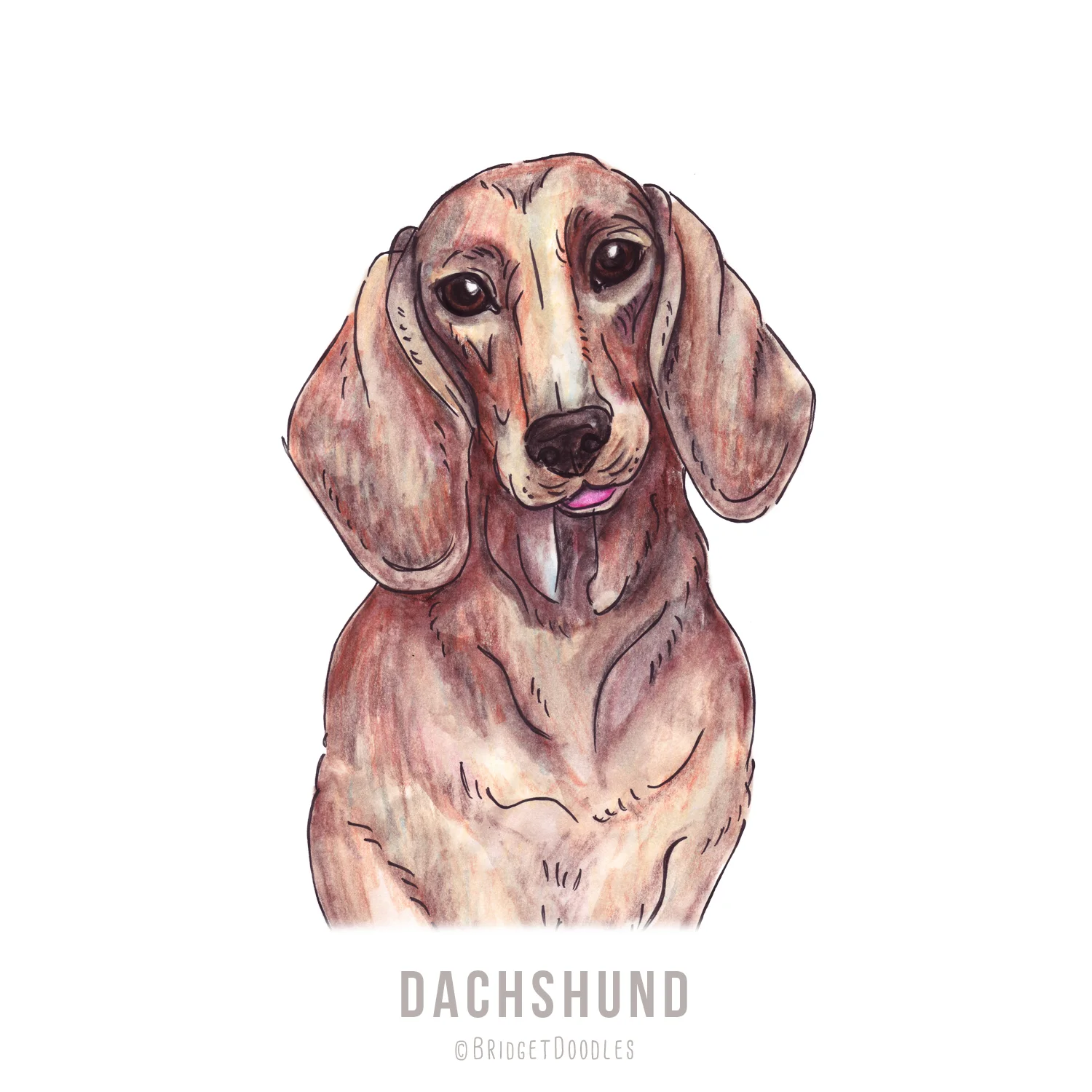 gallery-dachshund.jpg