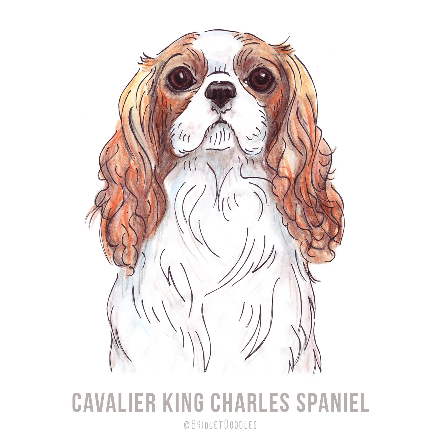 gallery-cavalier.jpg