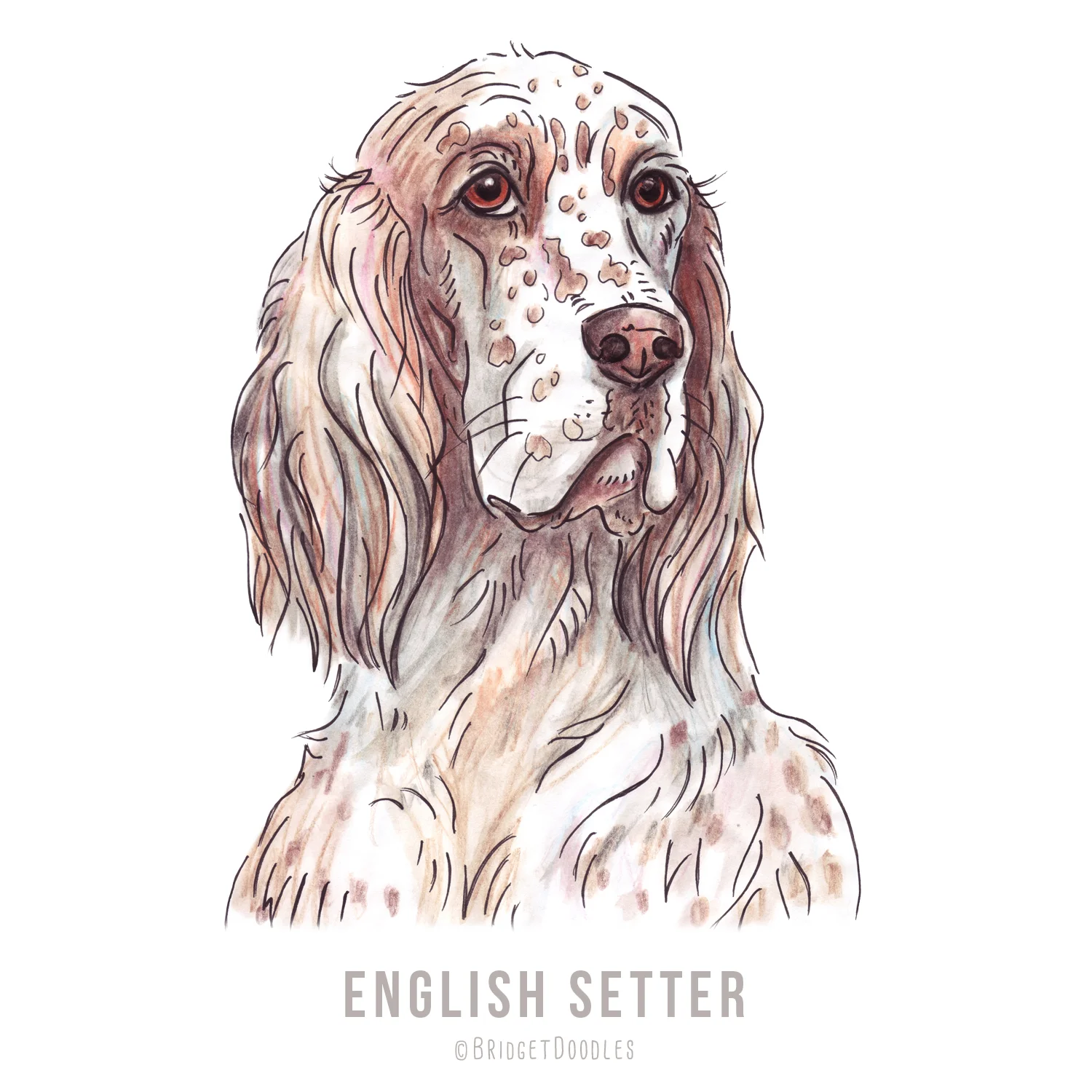 gallery-englishstter.jpg