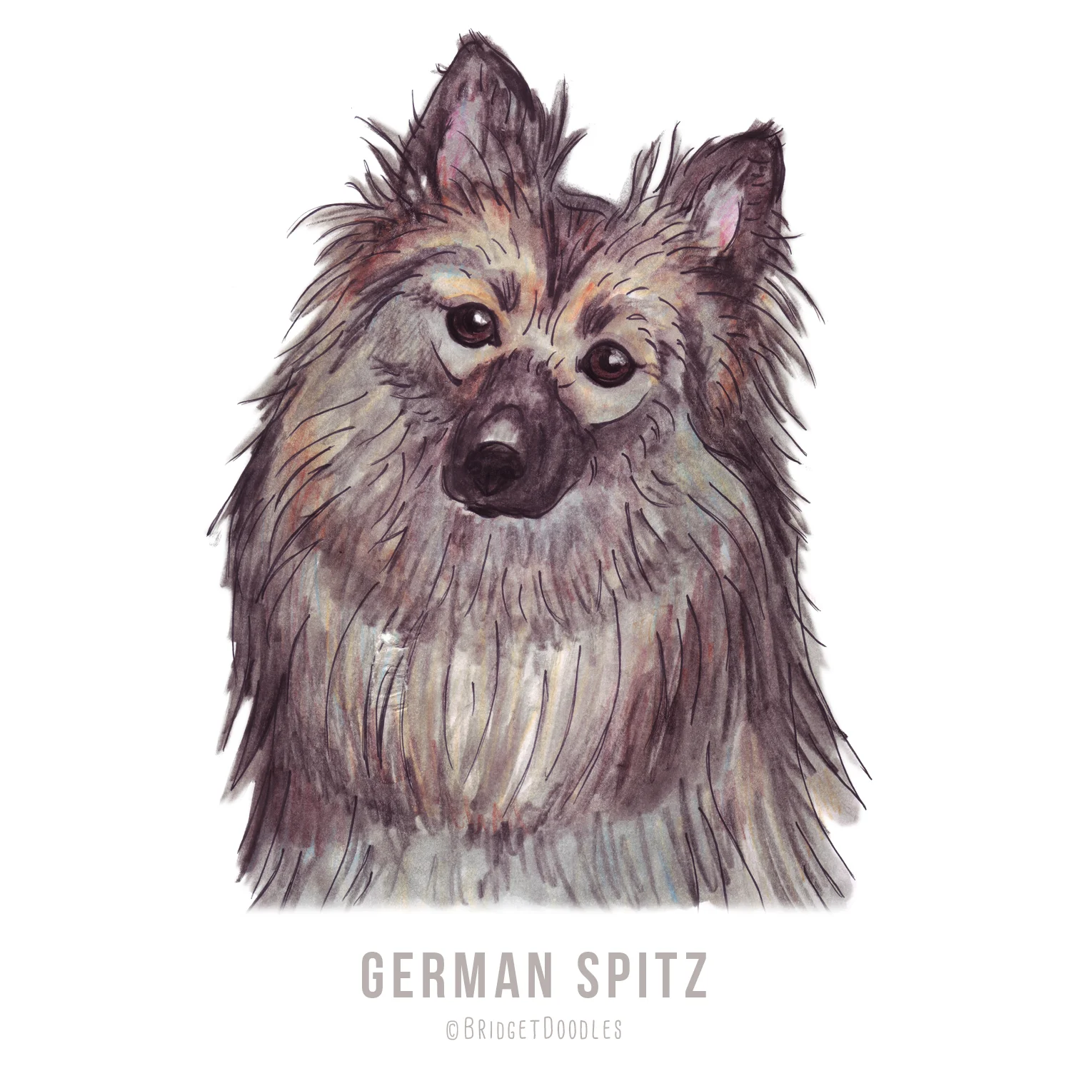 gallery-germanspitz.jpg