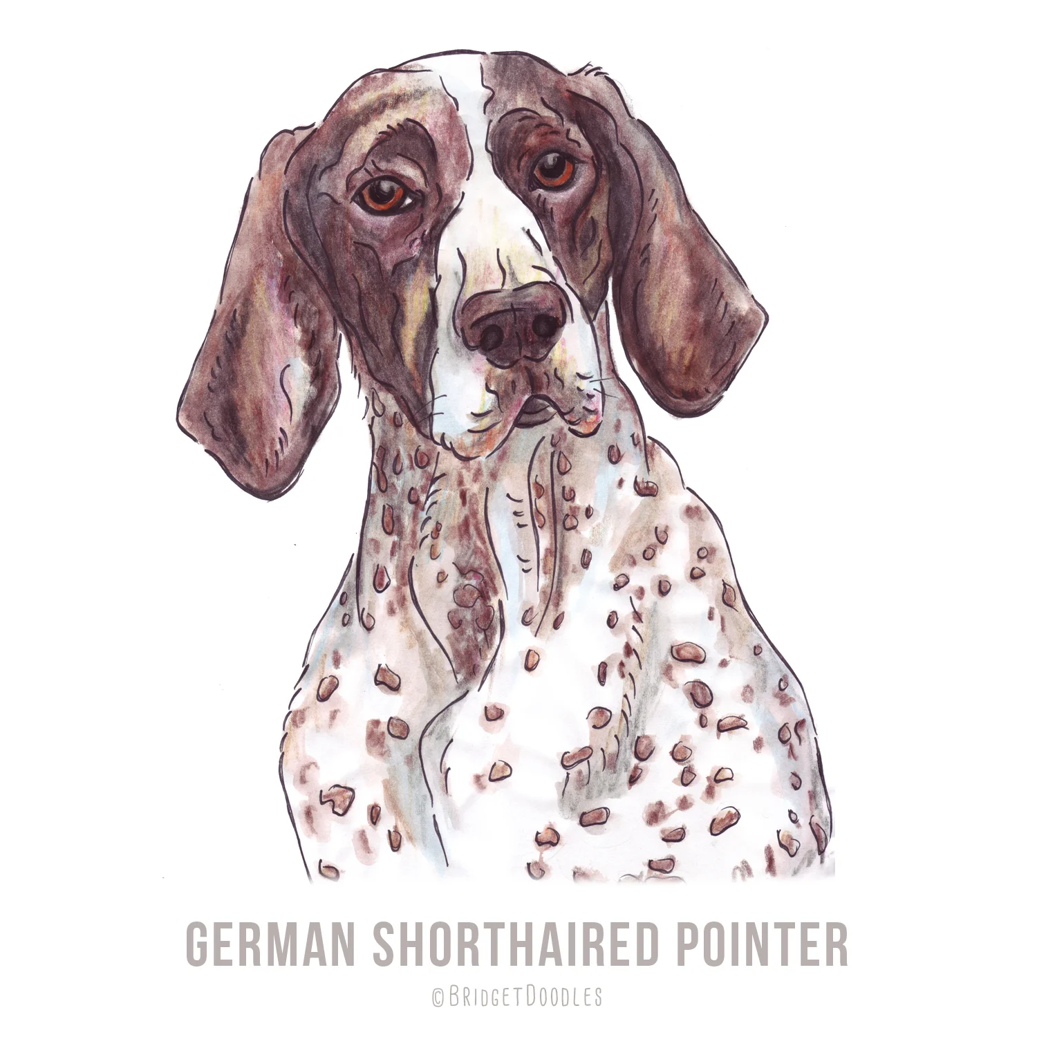 gallery-germanshorthairedpointer.jpg