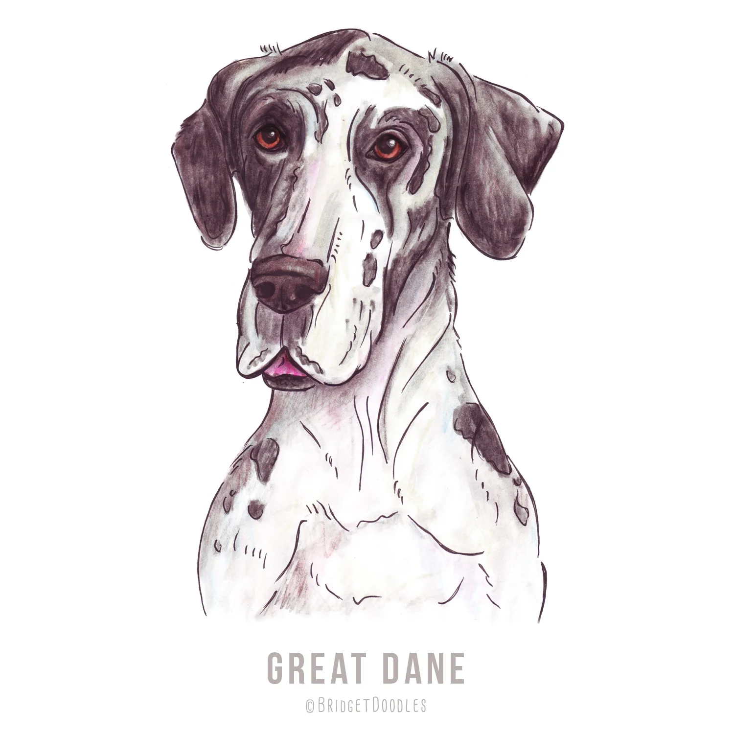 gallery-greatdane.jpg