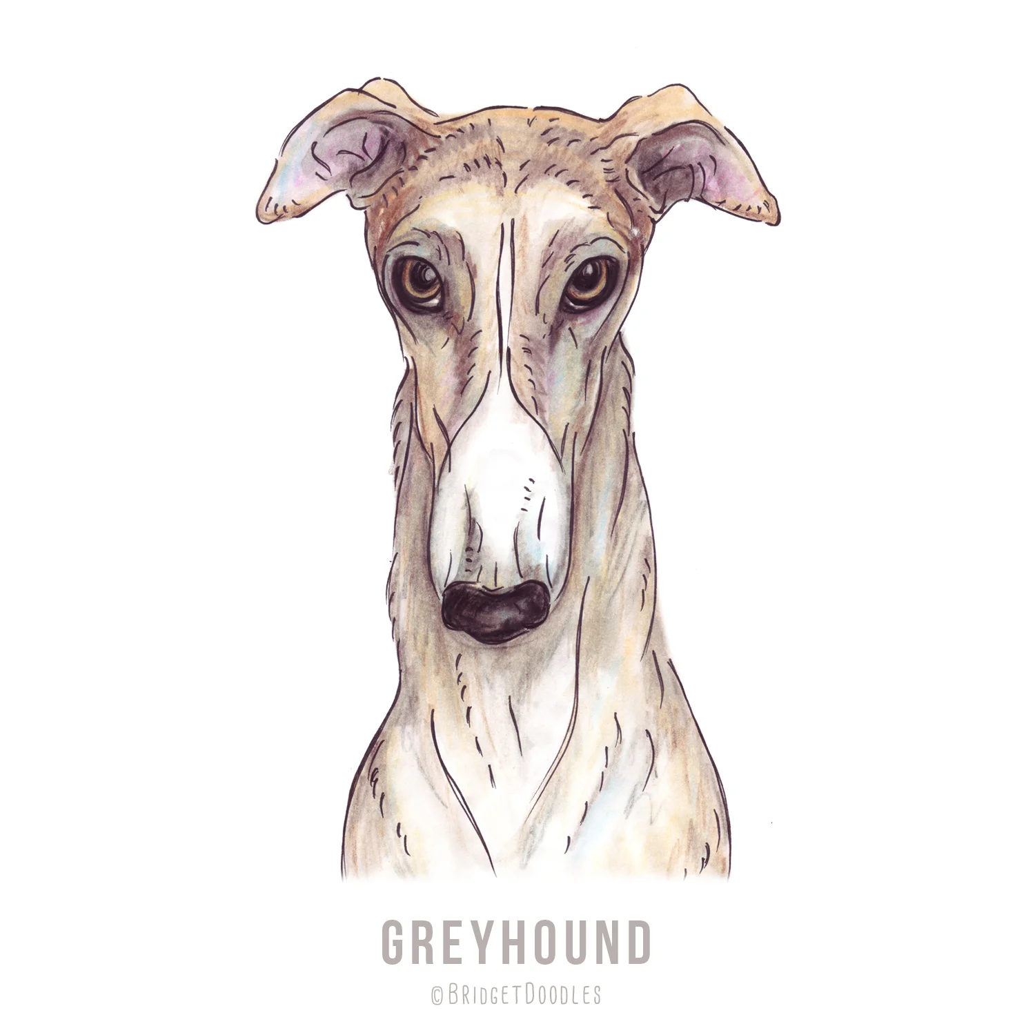 gallery-greyhound.jpg