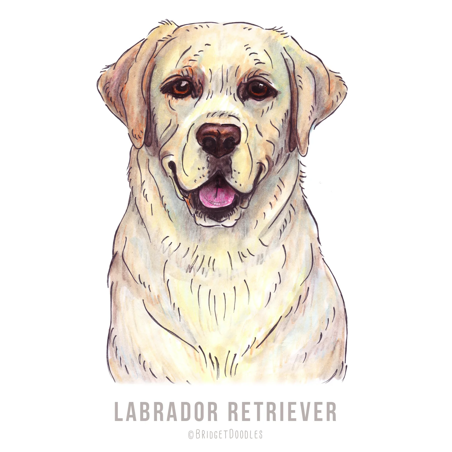 gallery-labradorretriever.jpg