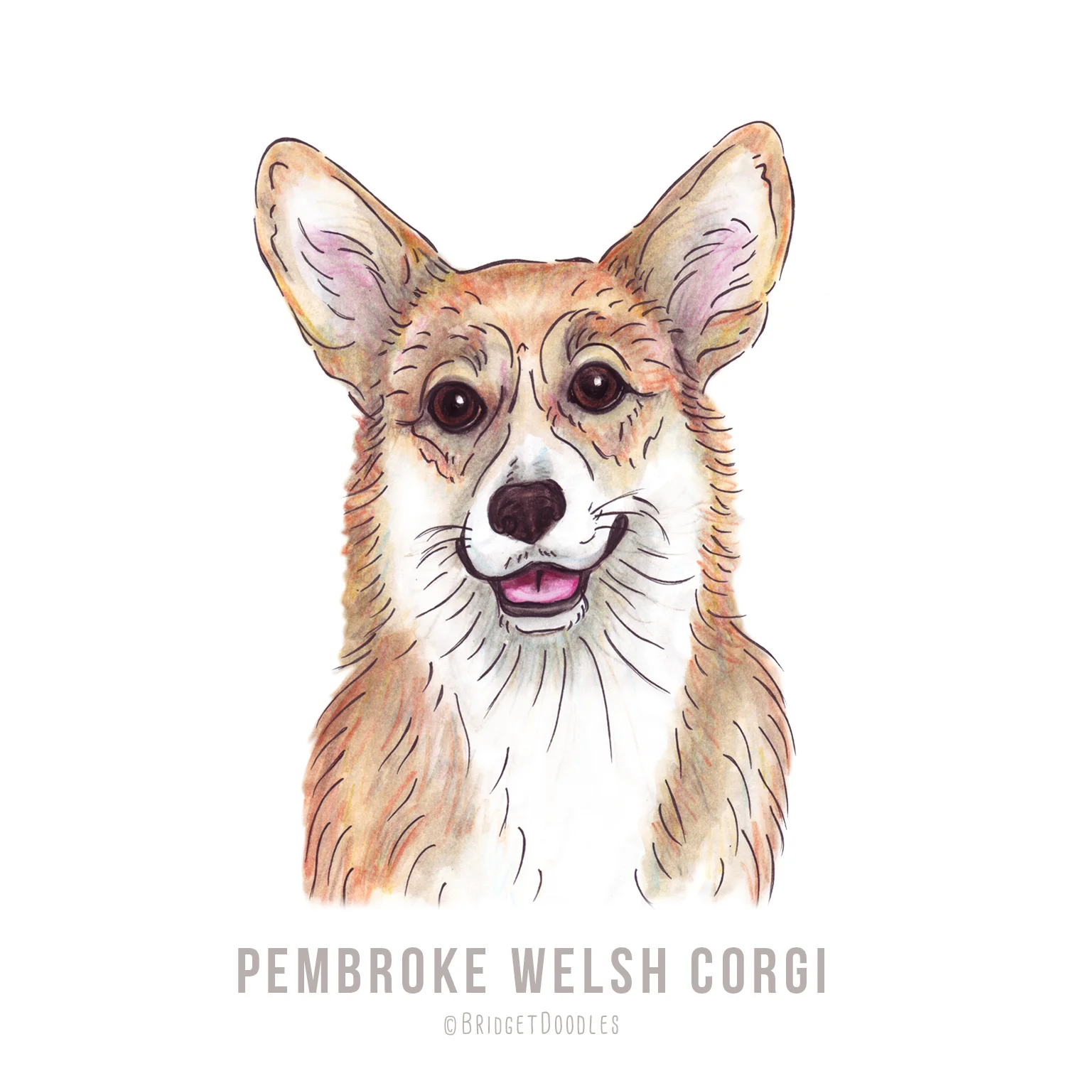 gallery-pembrokewelshcorgi.jpg