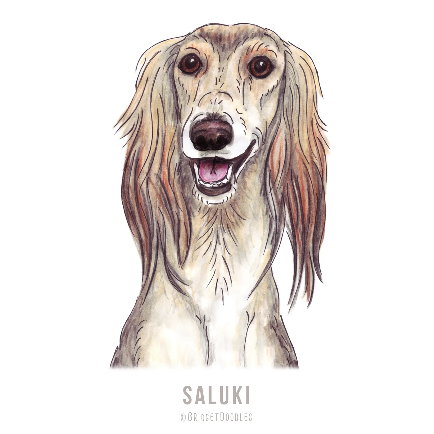 gallery-saluki.jpg