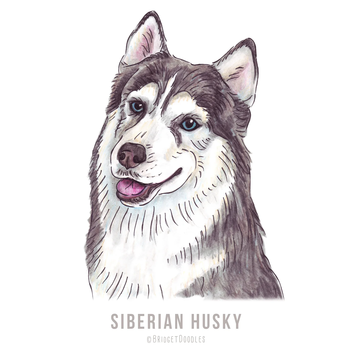 gallery-siberianhusky.jpg