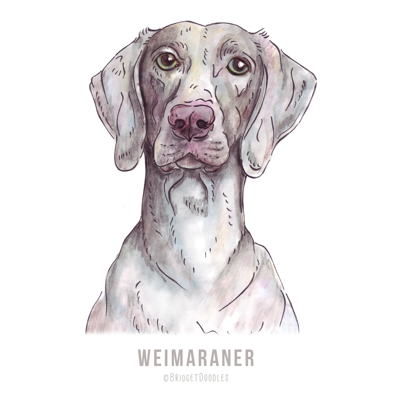 gallery-weimaraner.jpg