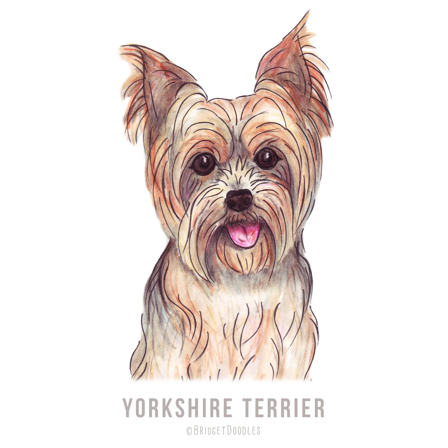 gallery-yorkshireterrier.jpg