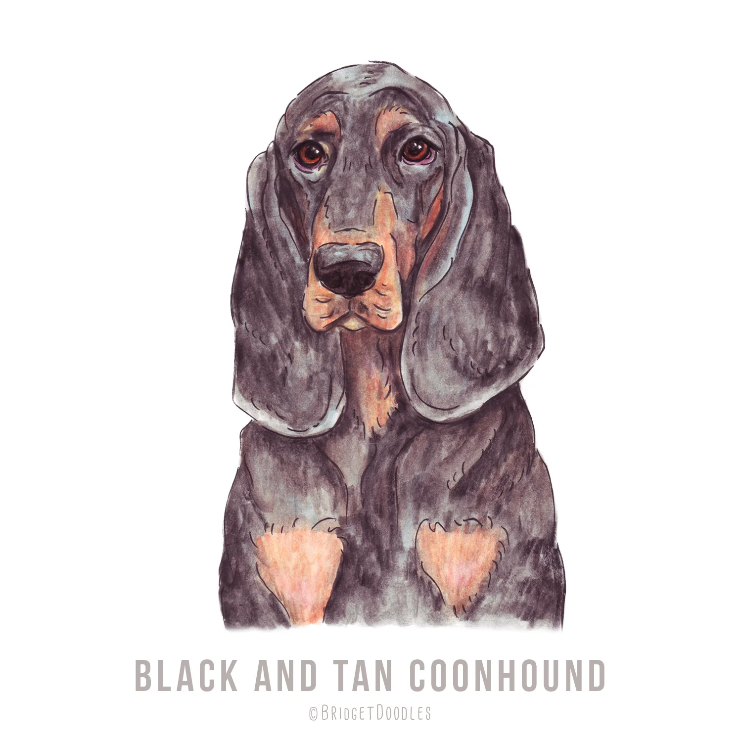 gallery-blackandtancoonhound.jpg
