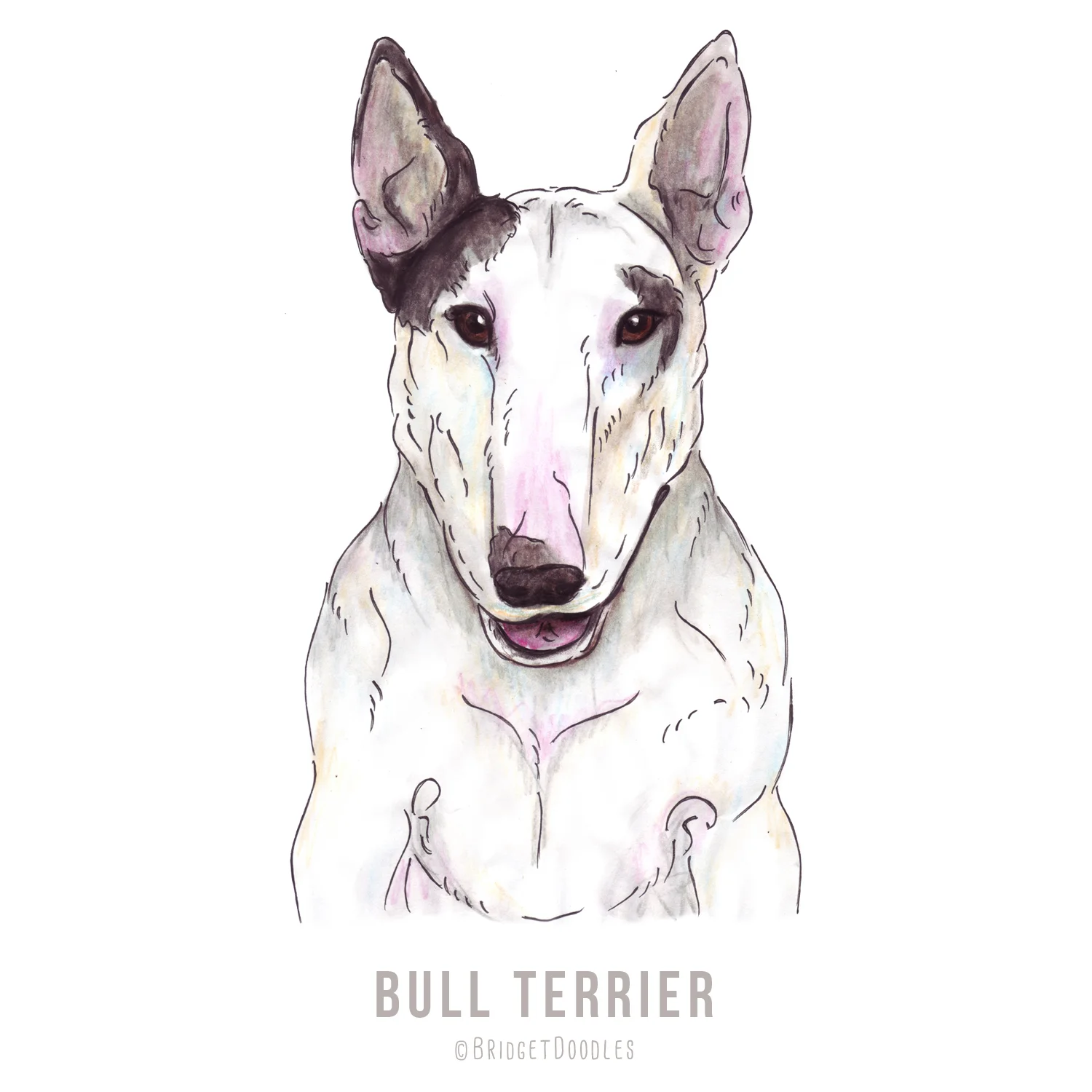 gallery-bullterrier.jpg