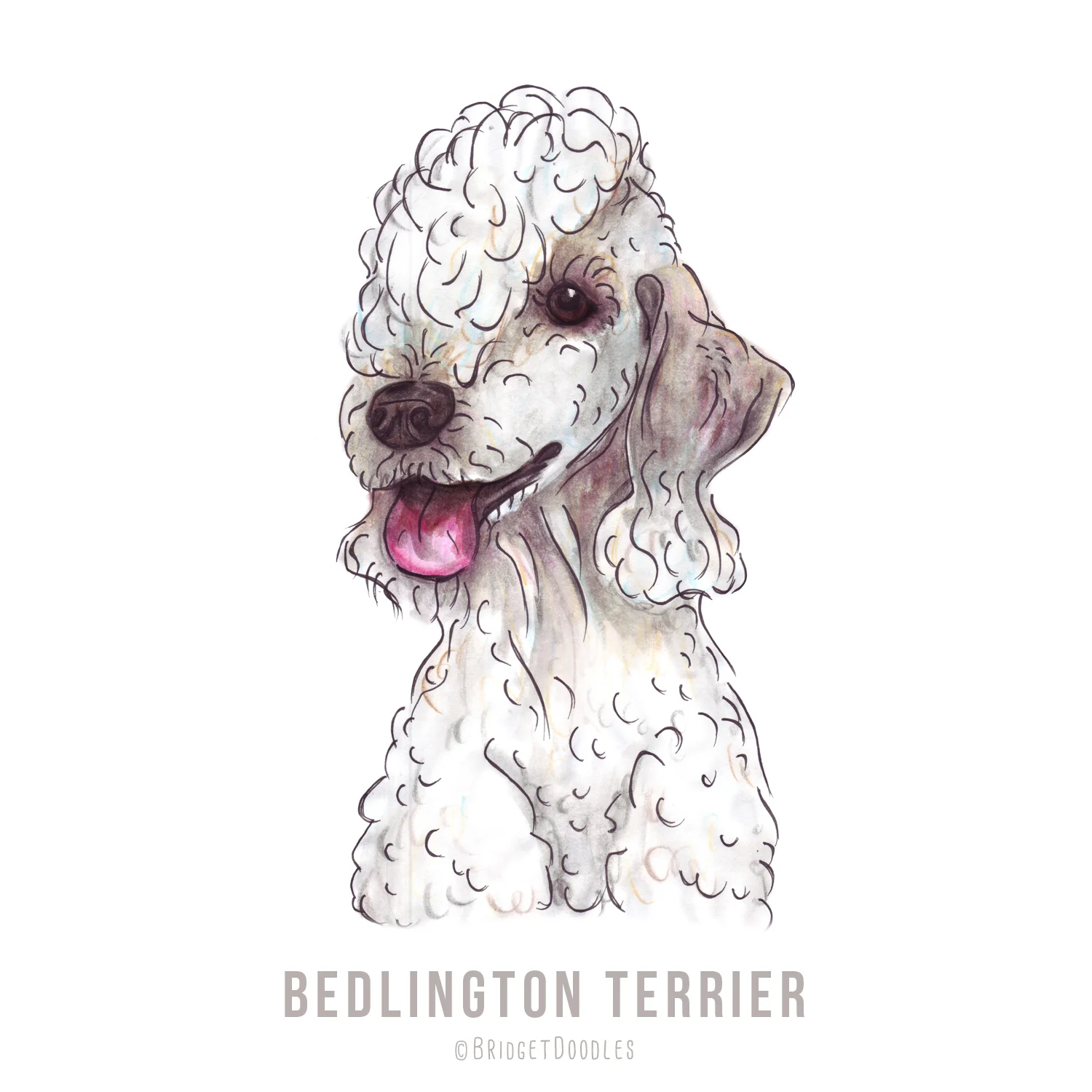 gallery-bedlingtonterrier.jpg