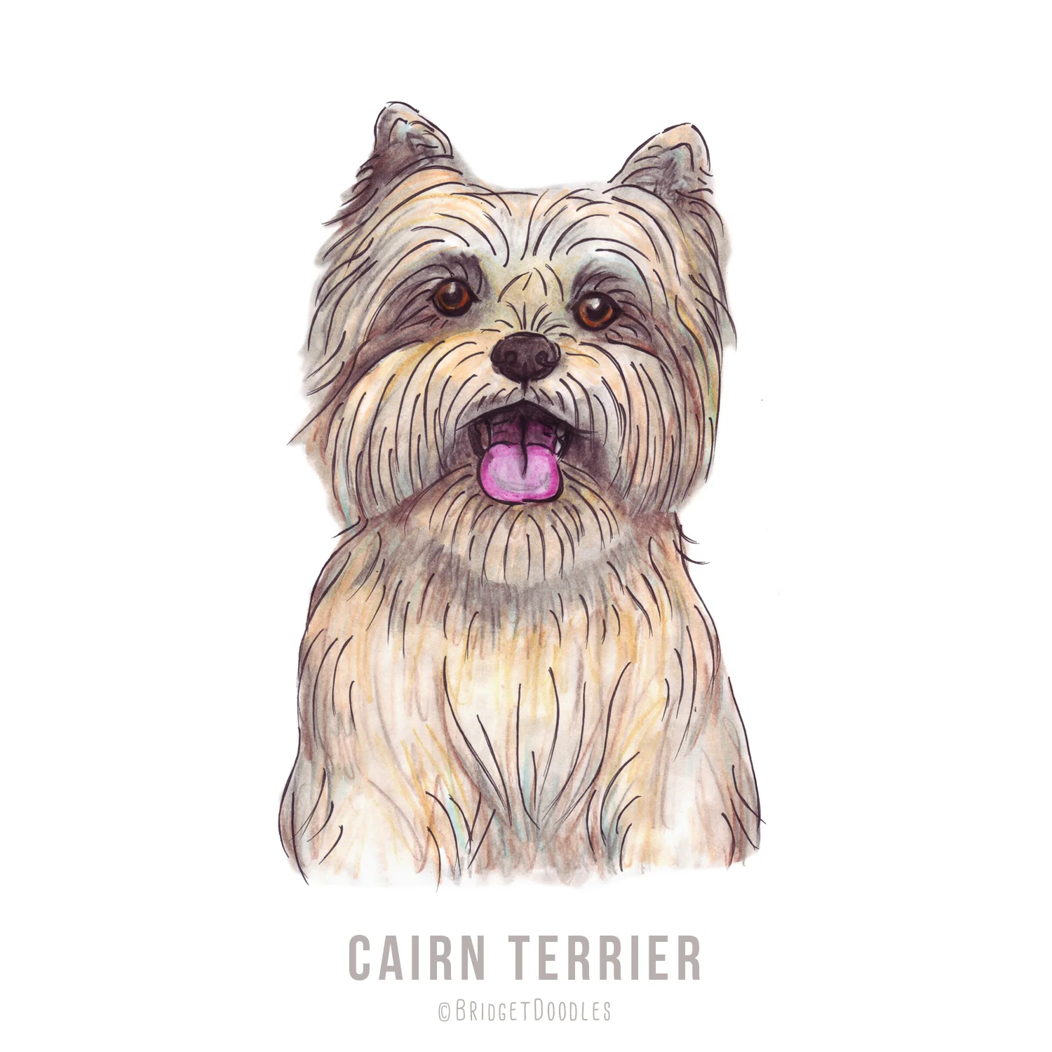 gallery-cairnterrier.jpg