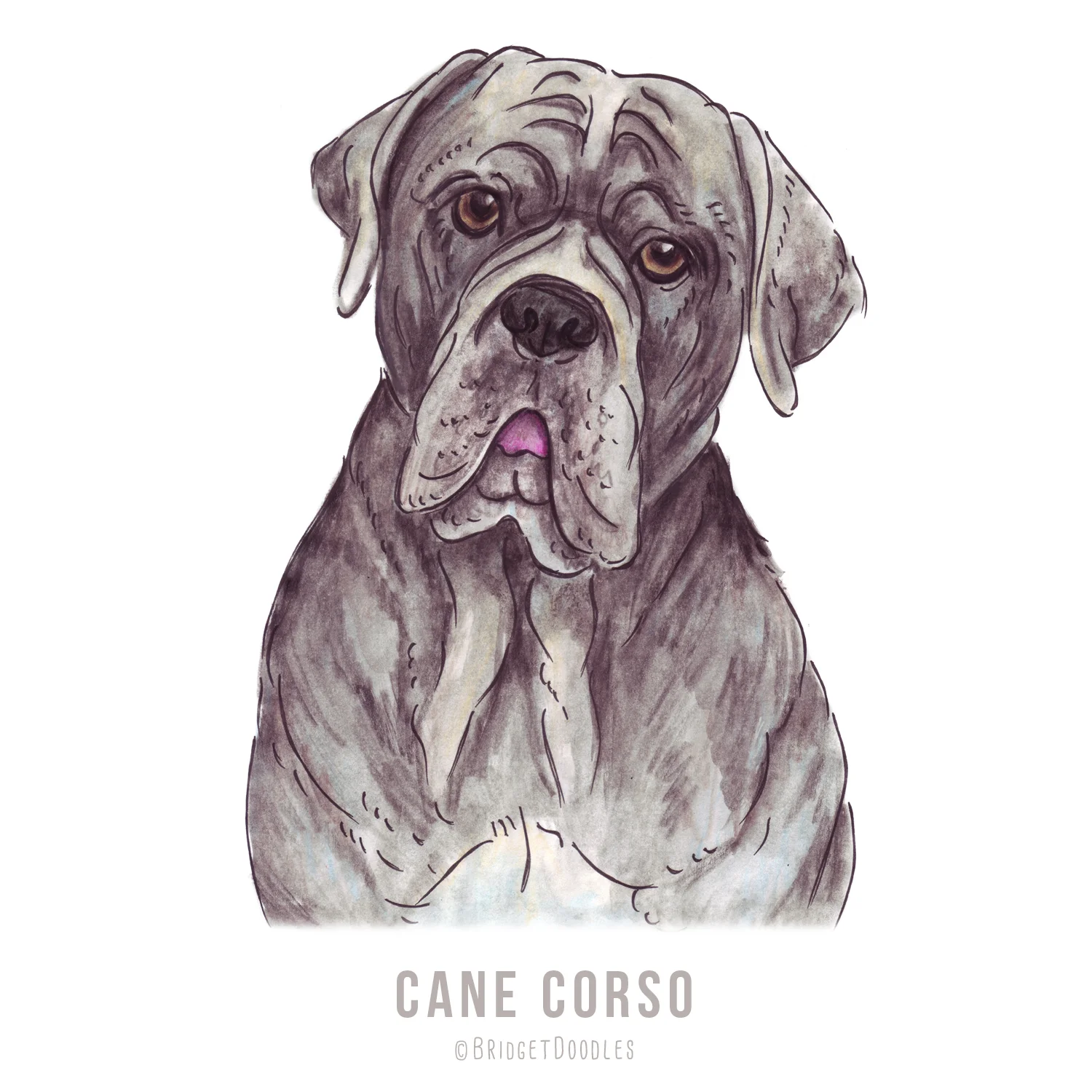 gallery-canecorso.jpg