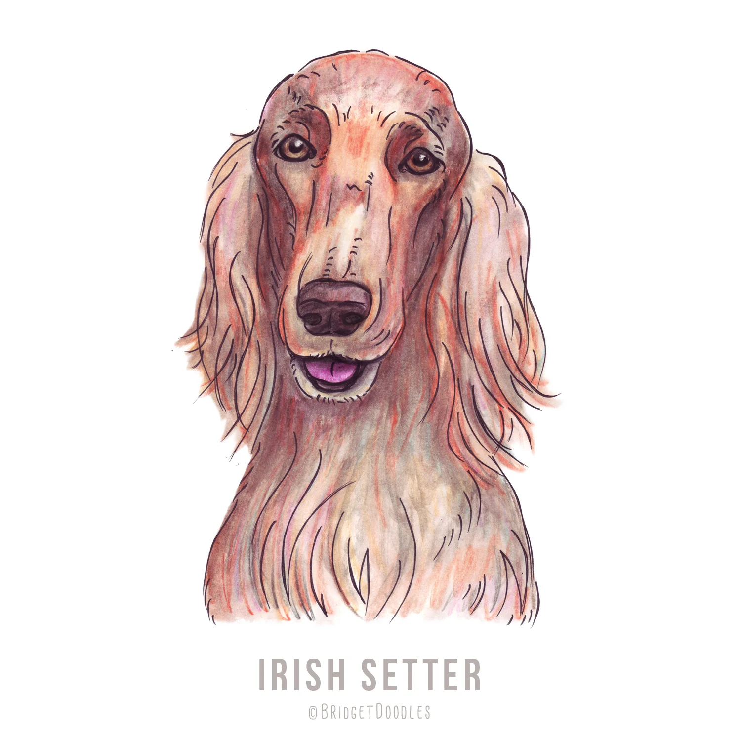 gallery-irishsetter.jpg