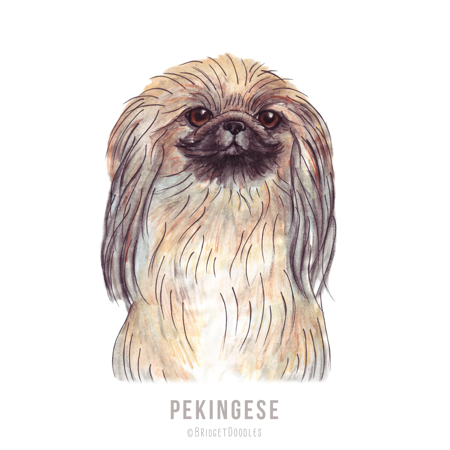 gallery-pekingese.jpg
