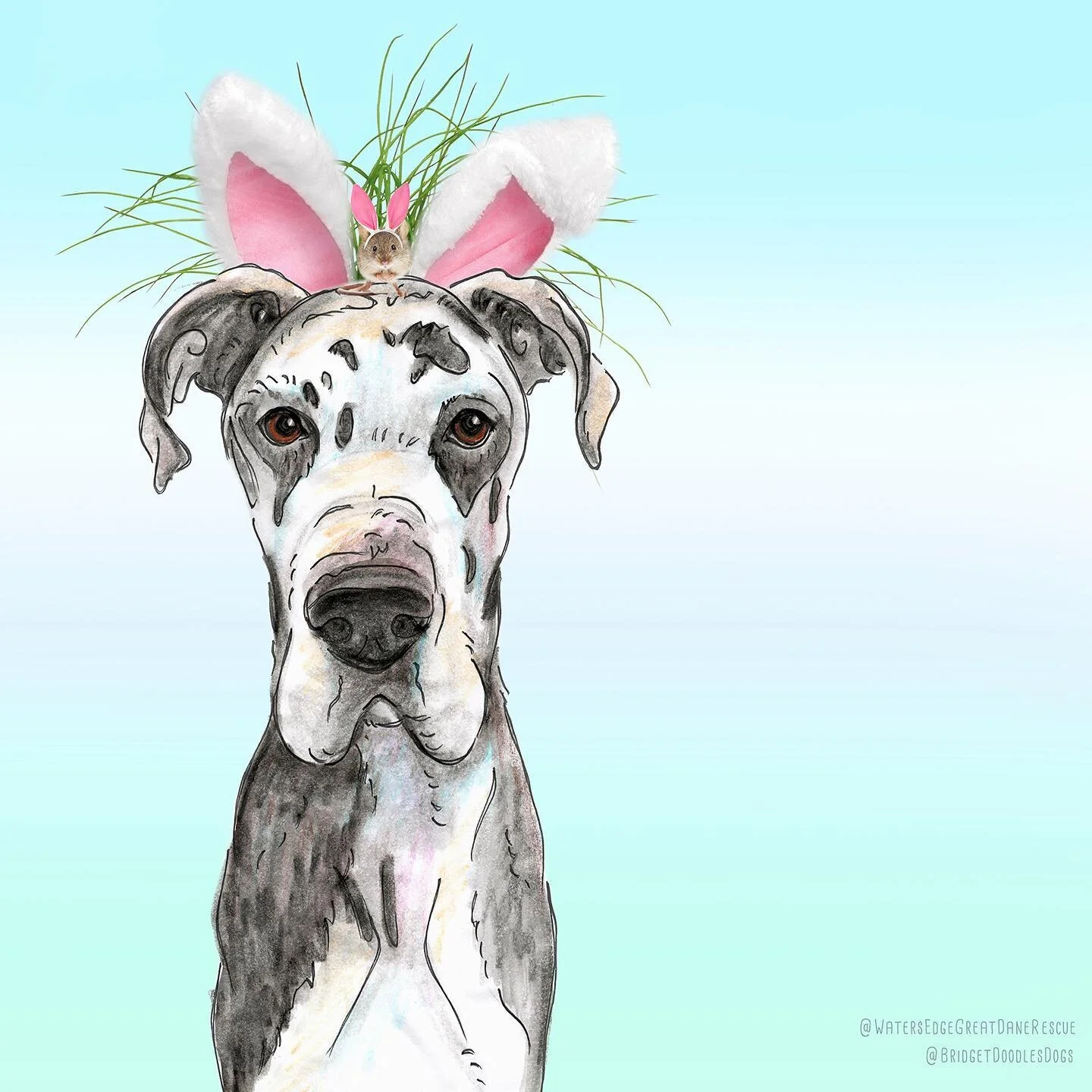 Somebunny loves you! Will you take me home? Featuring stunning harlequin #greatdane BRUNO who is searching for his forever home through @watersedgegreatdanerescue 
#lookintomyeyes #resistanceisfutile #takemehome 
---------
Great news: BRYNN the brind